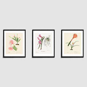 Art Prints, Pink & Orange Cactus Flowers Botanical Drawings